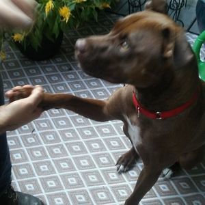 Meet your Posher, Susan